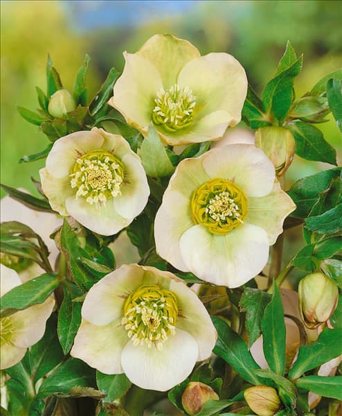 Helleborus orientalis white