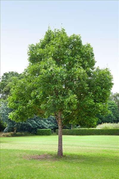 Fraxinus excelsior Westhof's Glorie