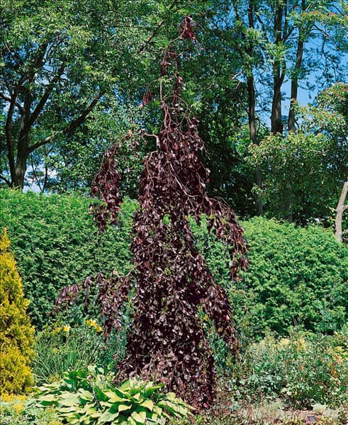 Fagus sylvatica Purple Fountain