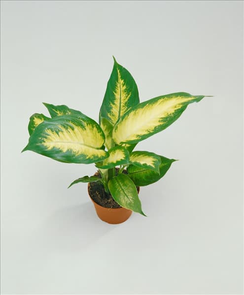 Dieffenbachia Camilla