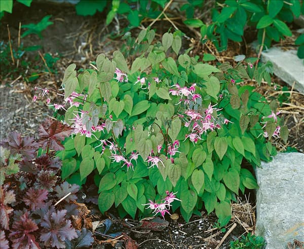 Epimedium grandiflorum Roseum (E. macranthum)