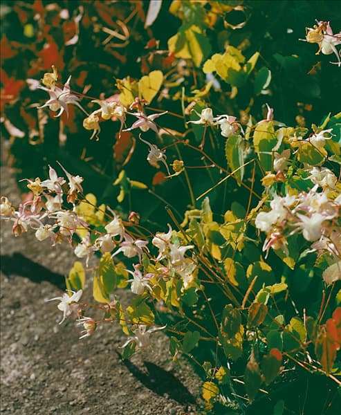 EPIMEDIUM GRANDIFLORUM