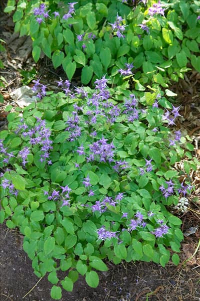 Epimedium grandiflorum Rose Queen
