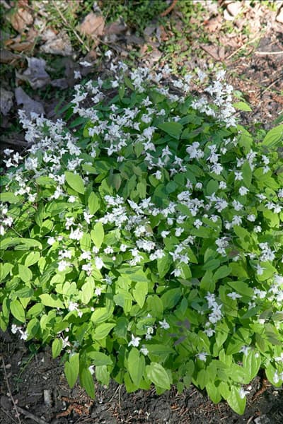 Epimedium grandiflorum White Queen