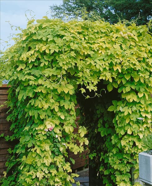 HUMULUS LUPULUS AUREUS