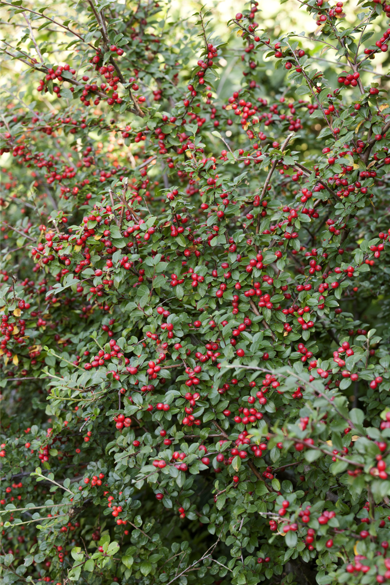 Cotoneaster dammeri