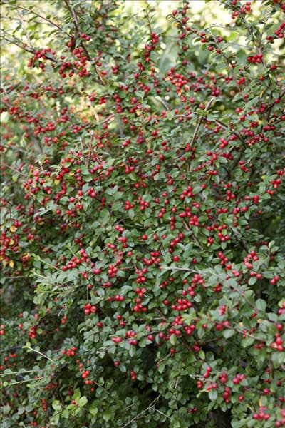 Cotoneaster dammeri