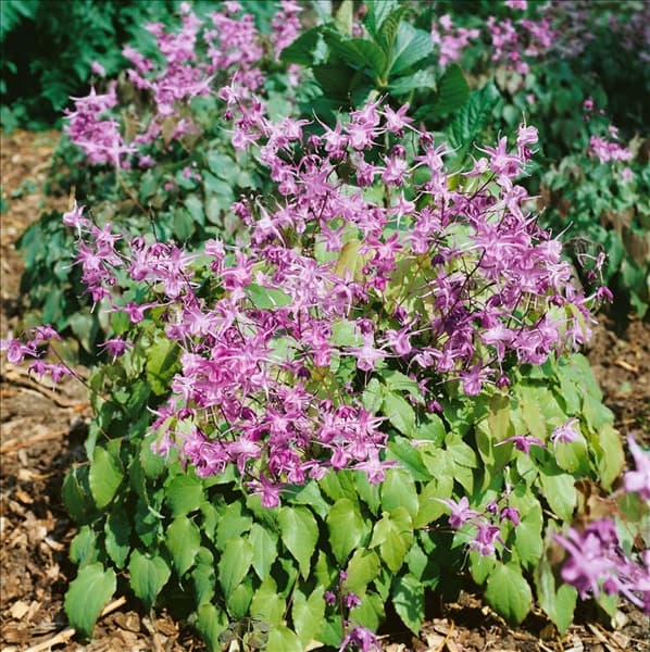 Epimedium grandiflorum Lilafee
