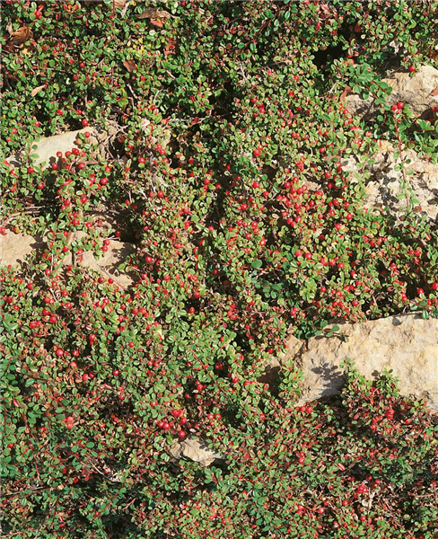 Cotoneaster dammeri Schreib's Findling