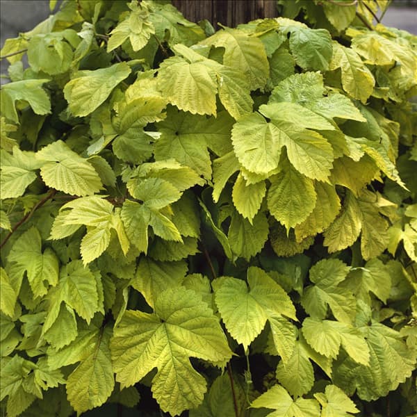 HUMULUS LUPULUS AUREUS