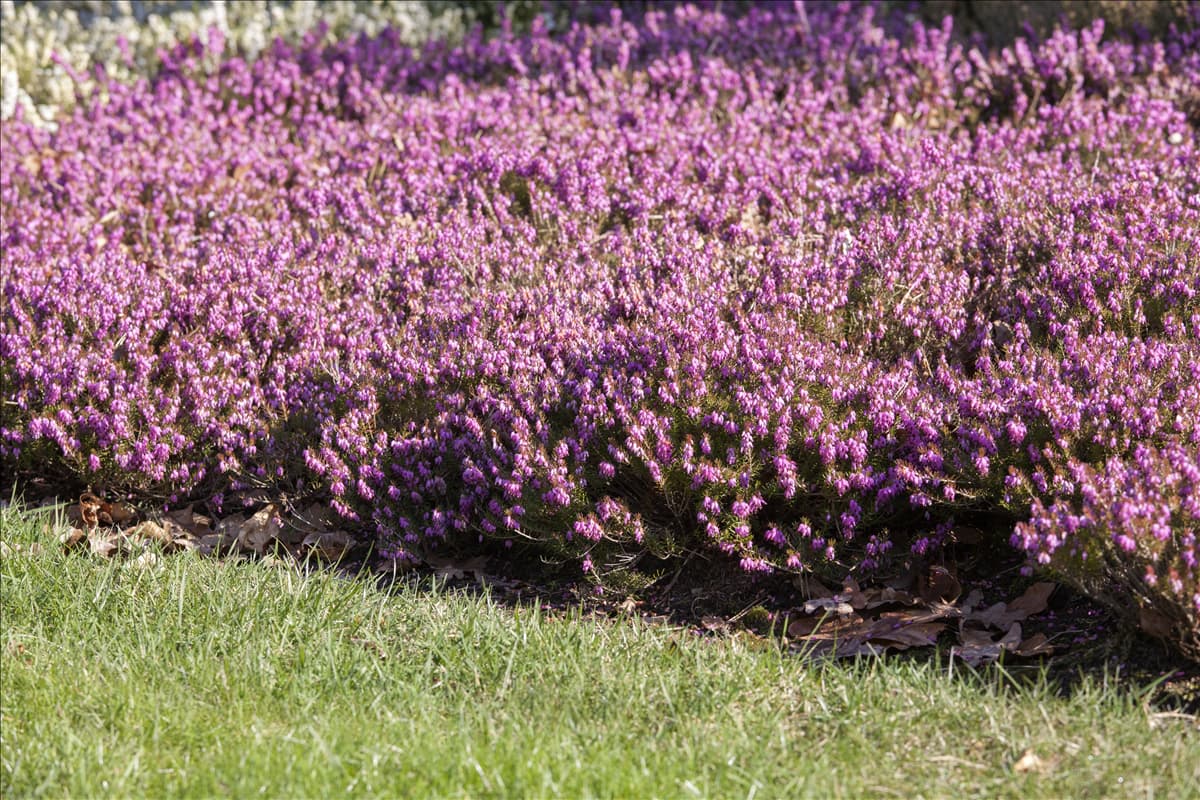 Erica carnea 'Tanja'