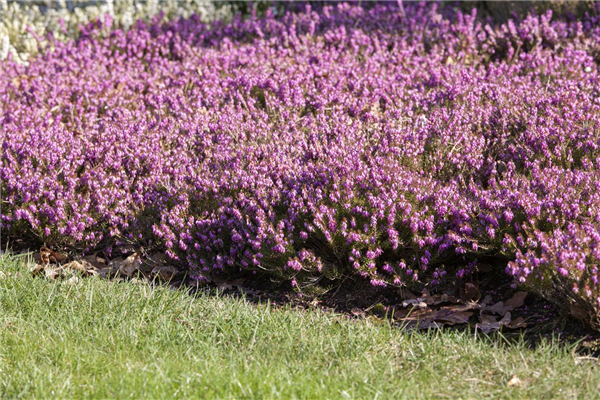 Erica carnea 'Rosalie'