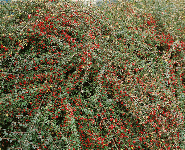 COTONEASTER DAMMERI