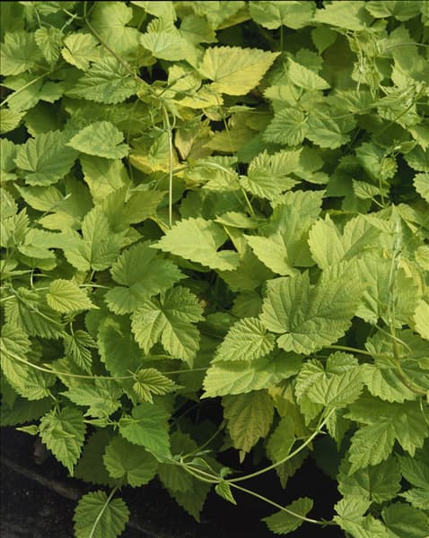 HUMULUS LUPULUS AUREUS