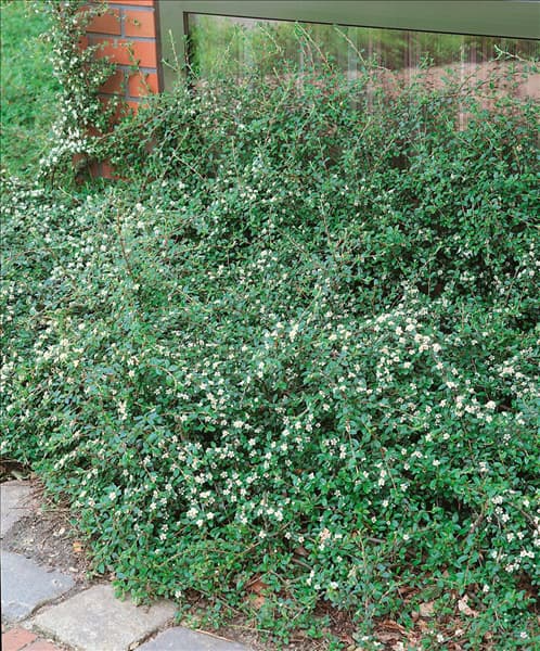 Cotoneaster dammeri