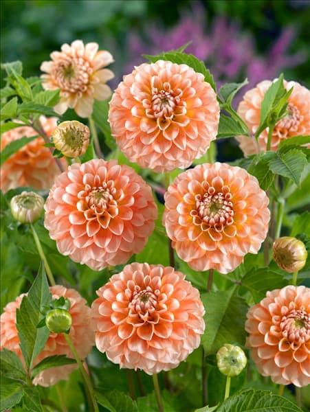 Dahlia Pompon Brandon James