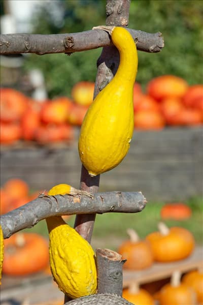 Cucurbita pepo con. giromontiina Yellow Crookneck