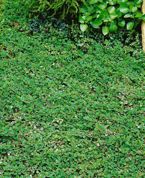 Cotoneaster dammeri Evergreen