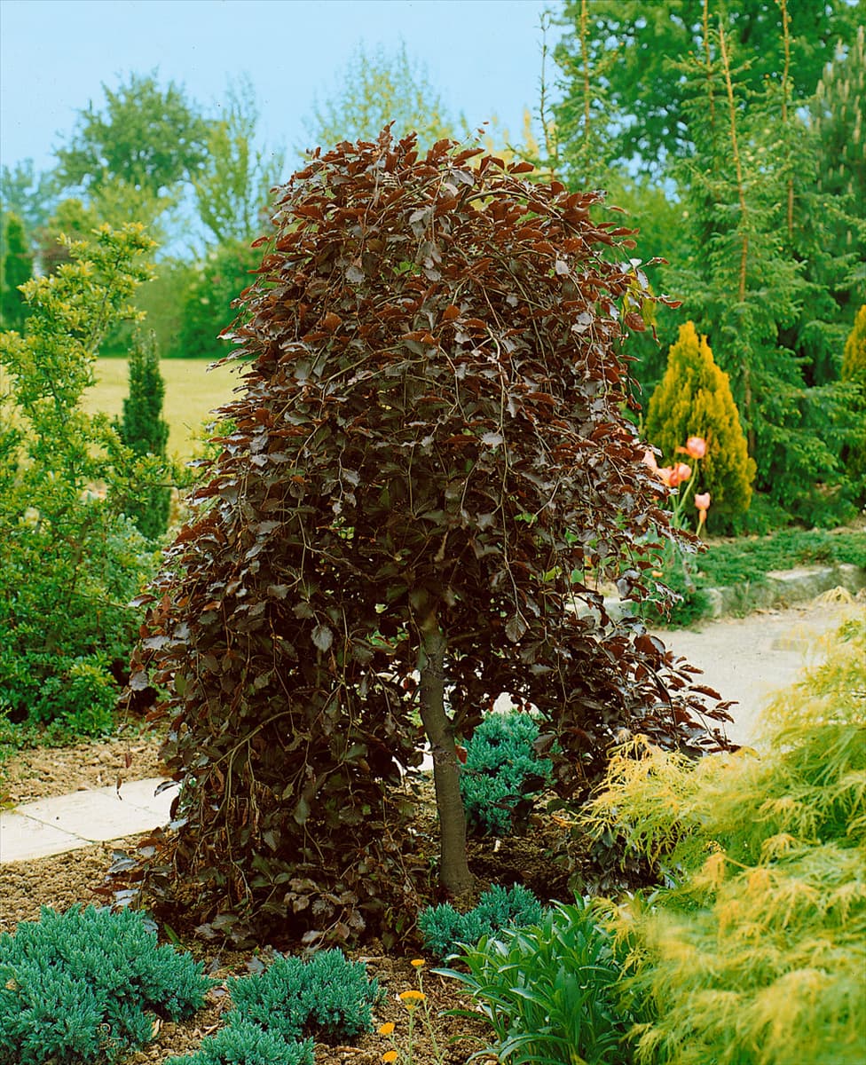 Fagus sylvatica Purpurea Pendula