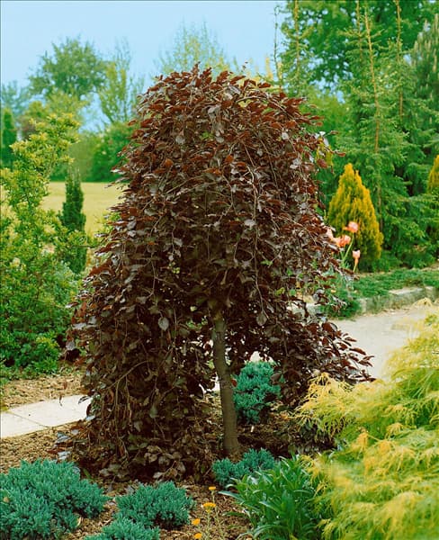 Fagus sylvatica Purpurea Pendula