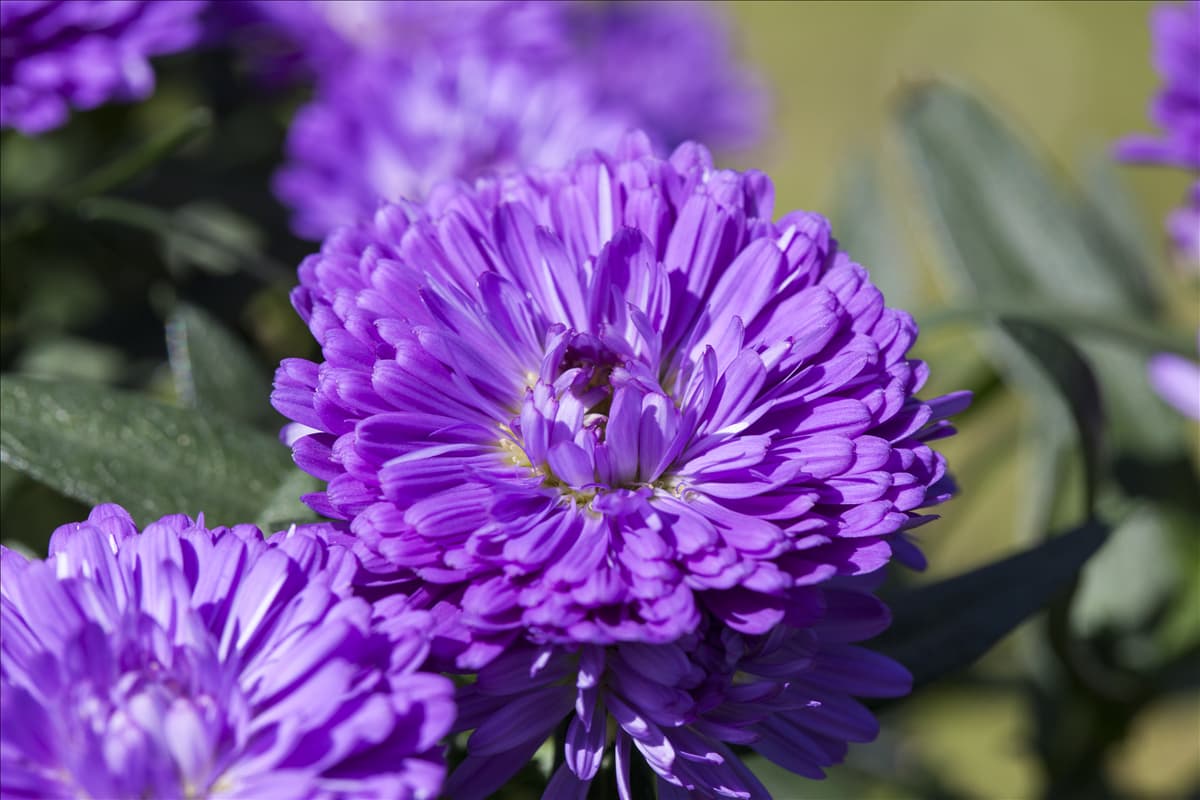 Aster 'Victoria'®