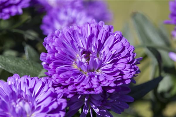 Aster 'Victoria'®