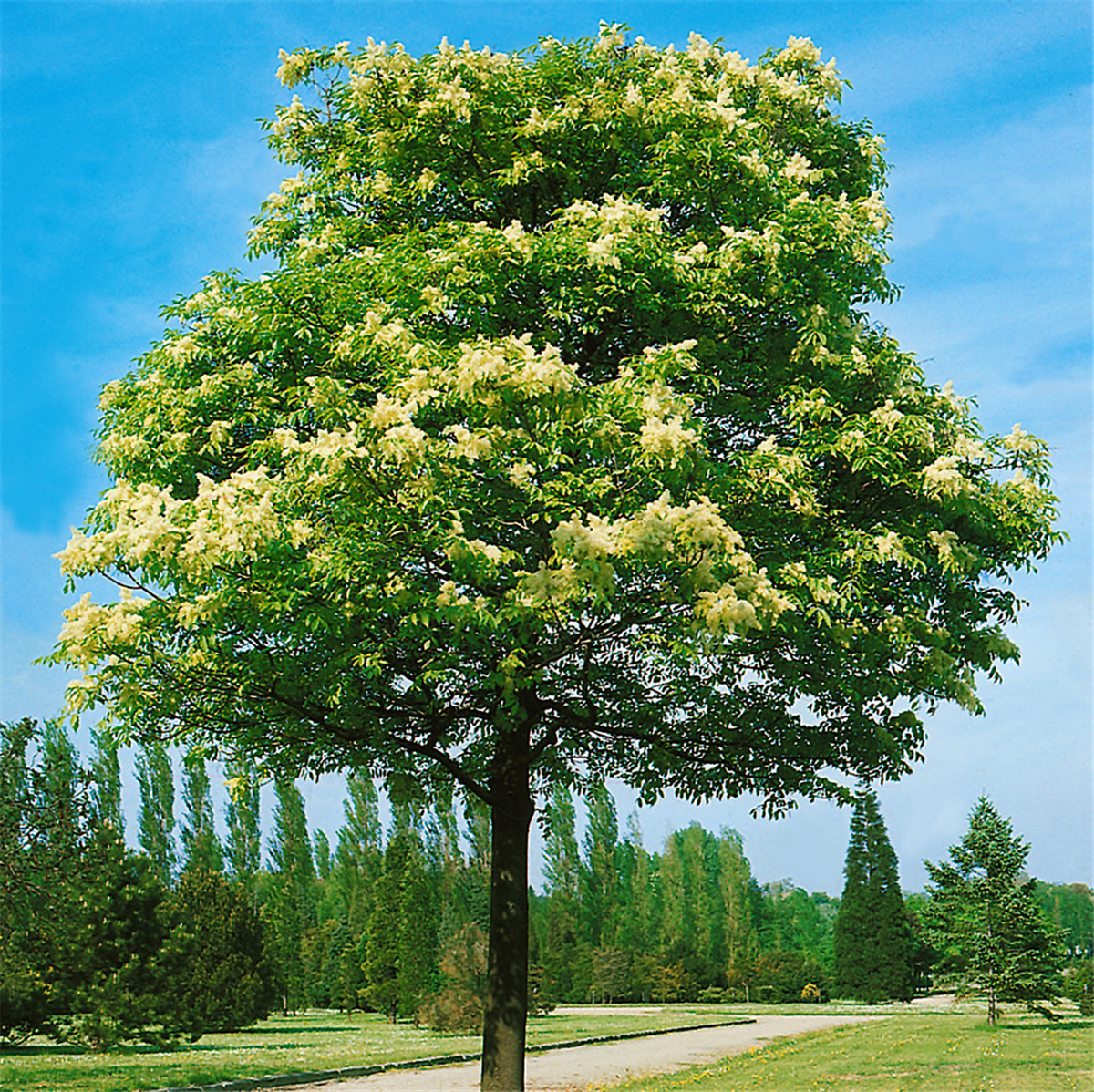 Fraxinus ornus