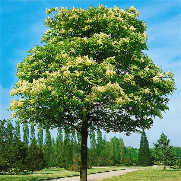 Fraxinus ornus