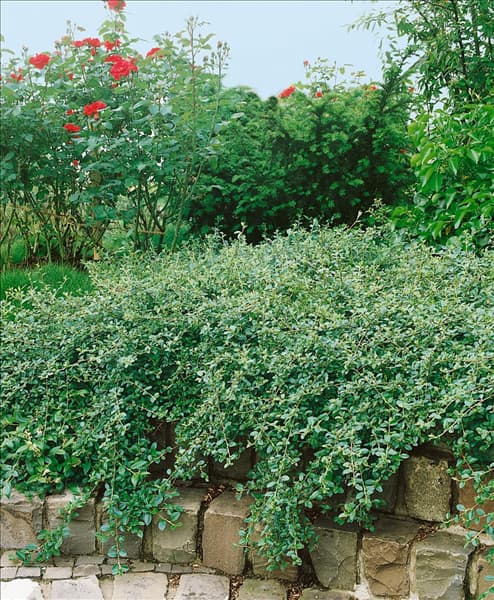 Cotoneaster dammeri