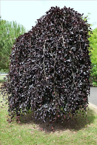 Fagus sylvatica Purpurea Pendula