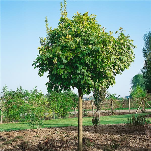 Fraxinus ornus Arie Peters