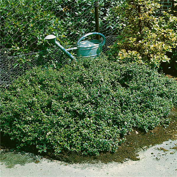 COTONEASTER DAMMERI WINTERJUWEL