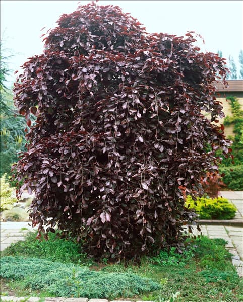 Fagus sylvatica Purpurea Pendula