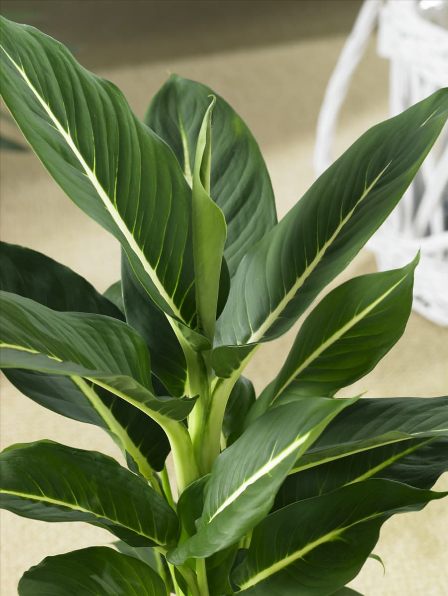 Dieffenbachia Green Magic