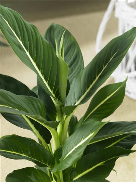 Dieffenbachia seguine