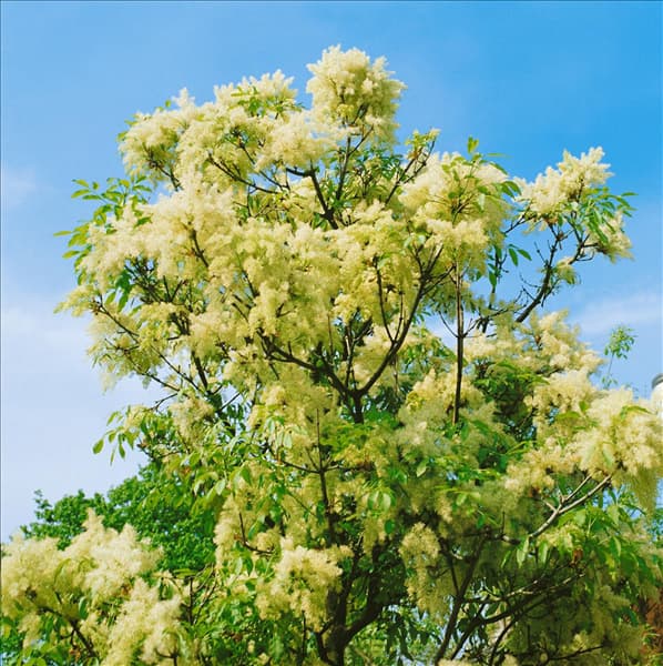 Fraxinus ornus