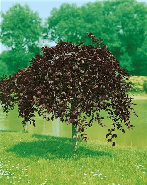 Fagus sylvatica Purpurea Pendula