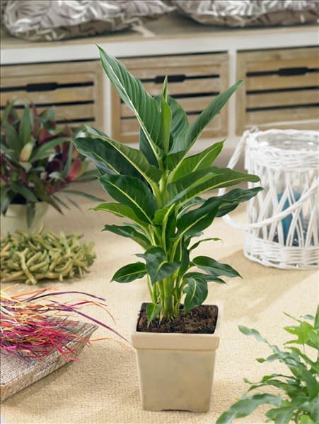 Dieffenbachia Green Magic