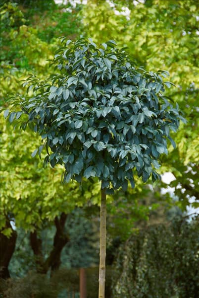 Fraxinus ornus Meczek