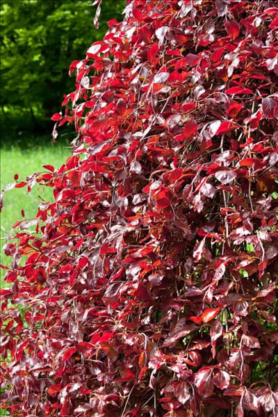 Fagus sylvatica Purpurea Pendula
