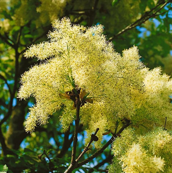 Fraxinus ornus