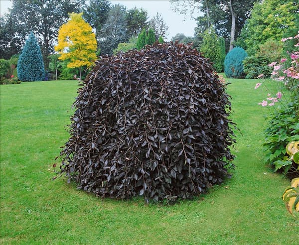 Fagus sylvatica Purpurea Pendula