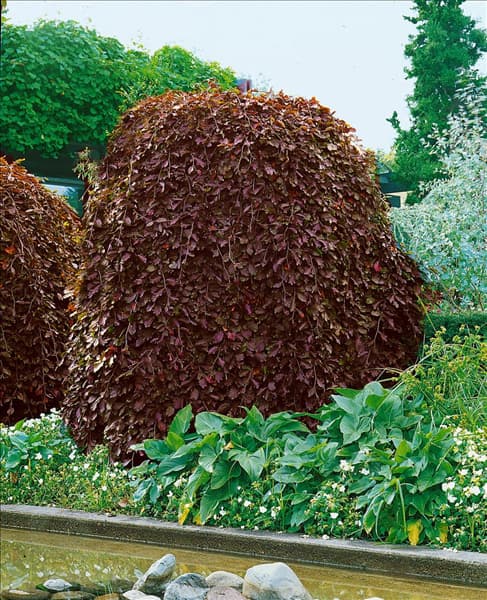 Fagus sylvatica Purpurea Pendula