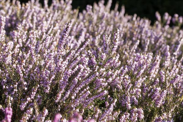 Erica darleyensis