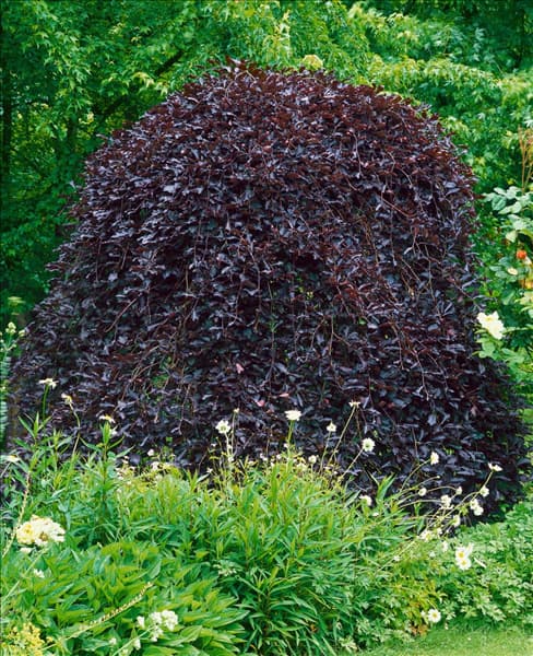 Fagus sylvatica Purpurea Pendula