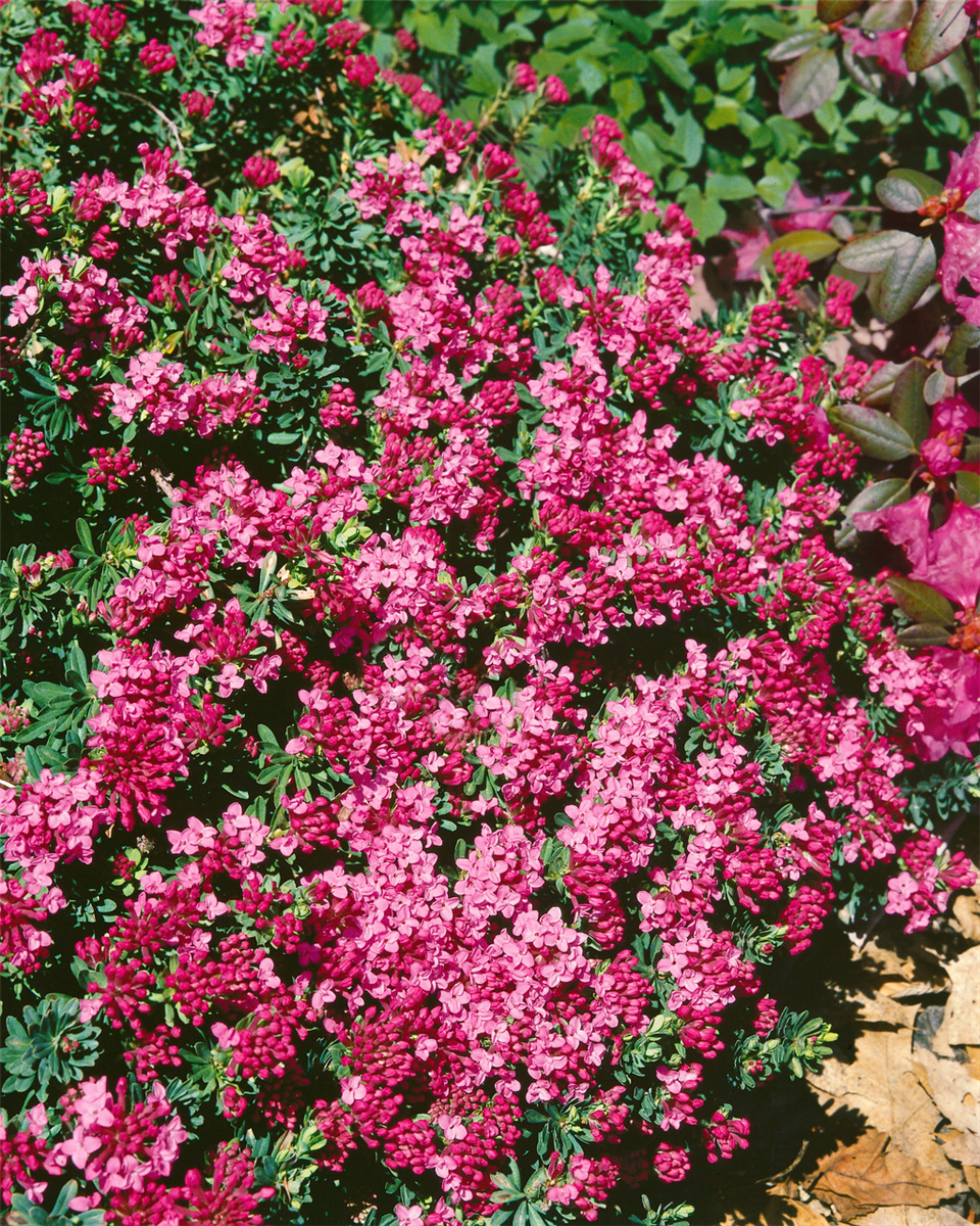 Daphne cneorum Ruby Glow