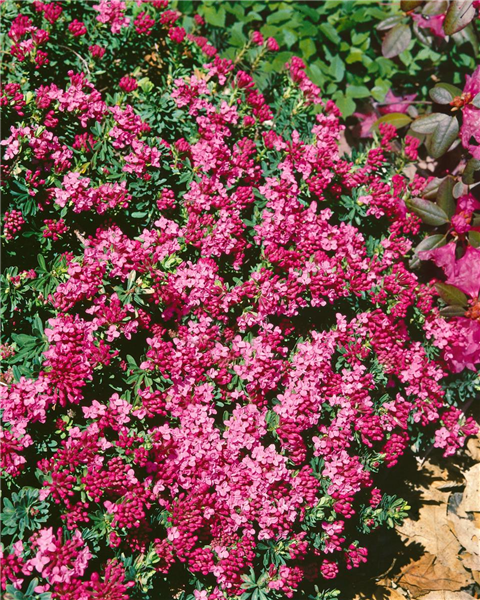 Daphne cneorum Ruby Glow