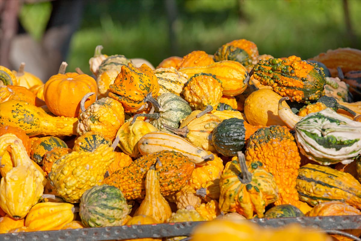 Cucurbita pepo Indy Mix