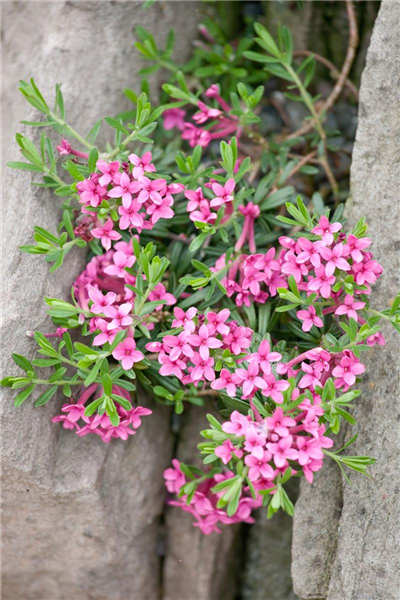 Daphne cneorum var. pygmaea