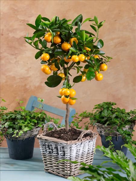 Citrus madurensis